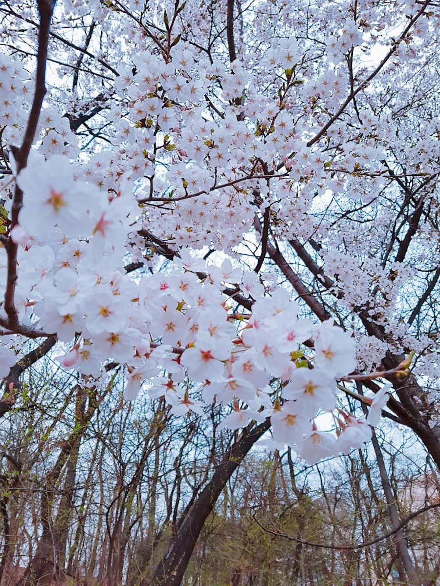 도장공원 사진