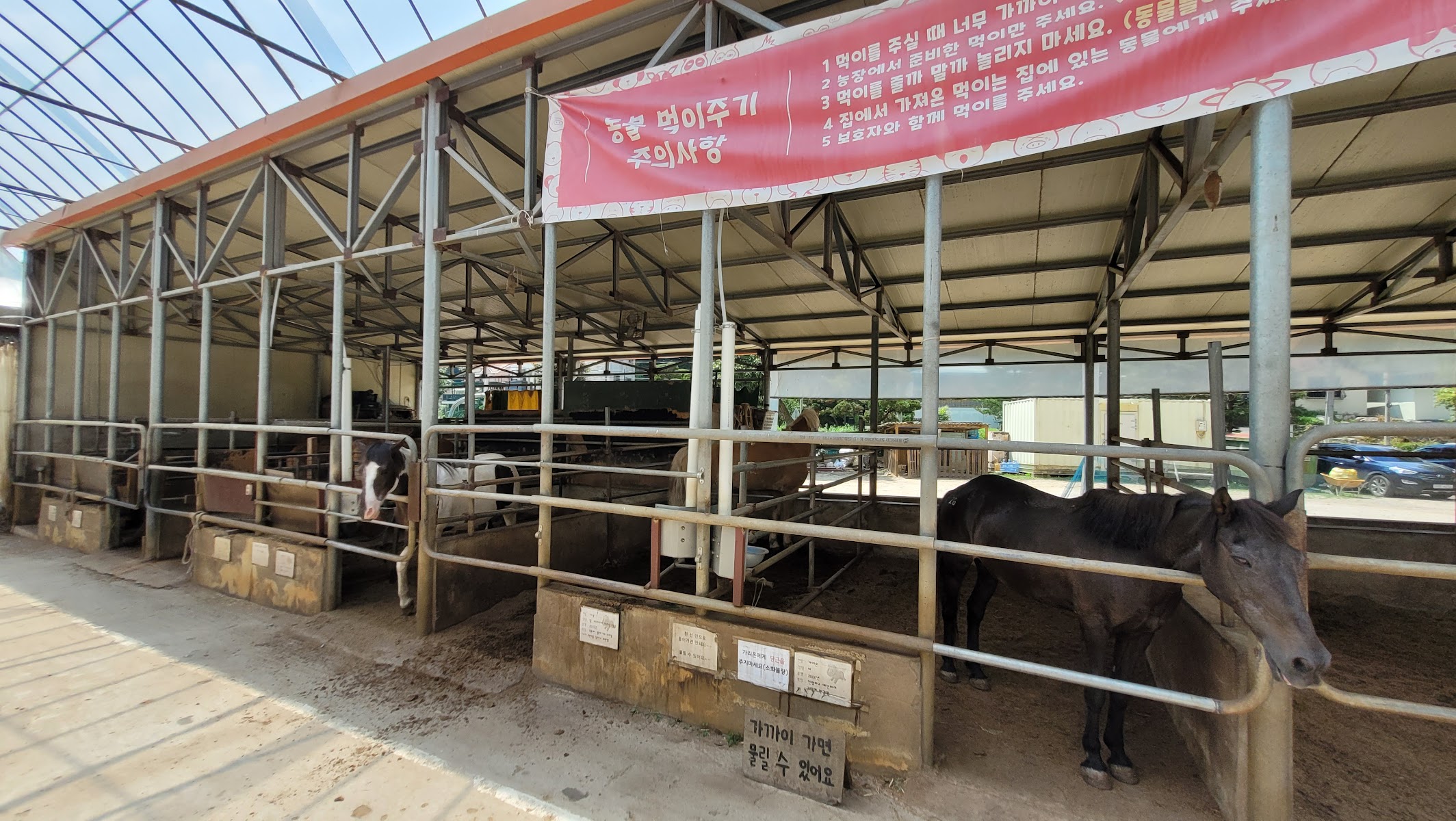 한터조랑말농장 사진