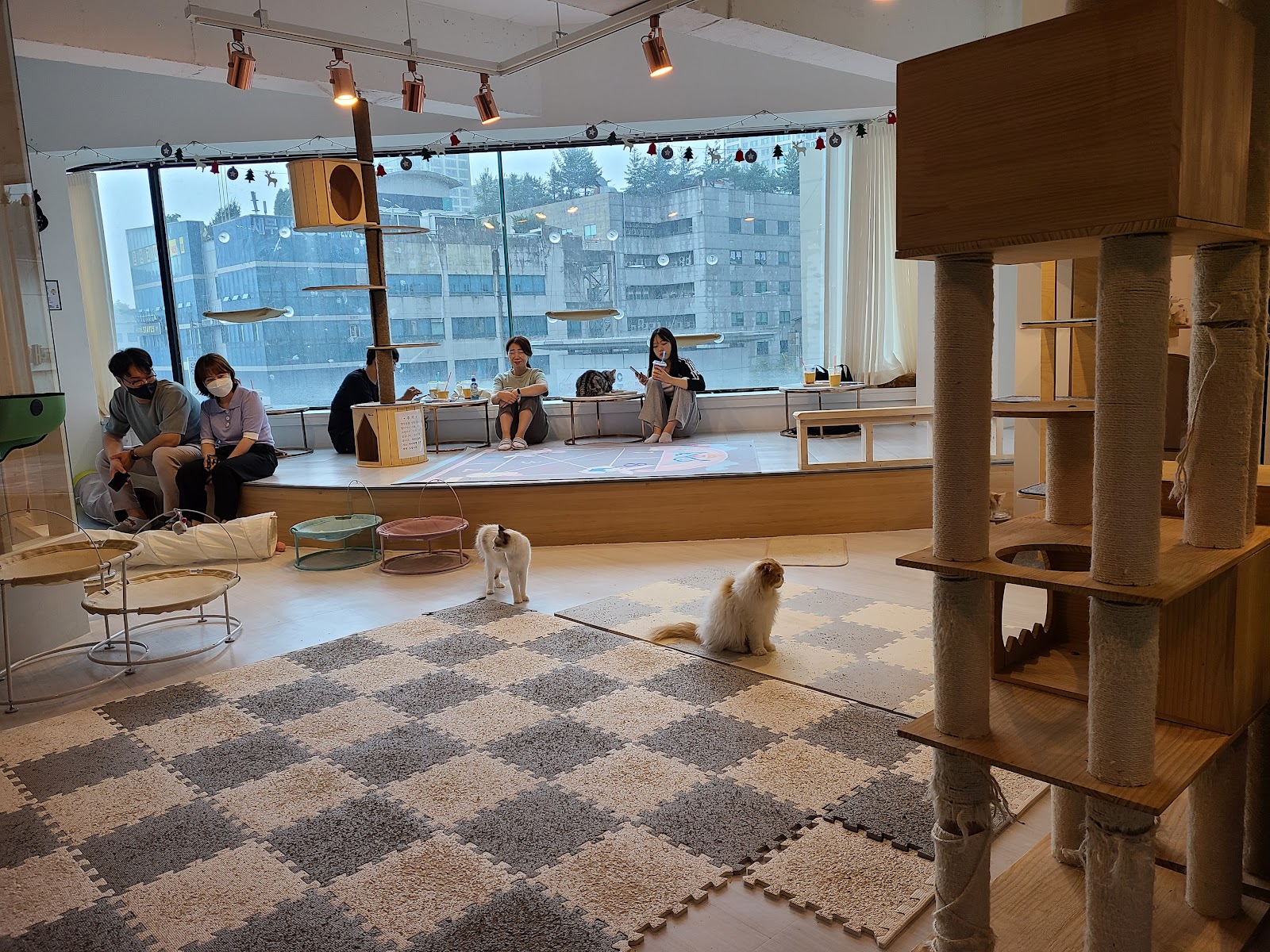 아가마미 고양이카페 CatCafe 사진