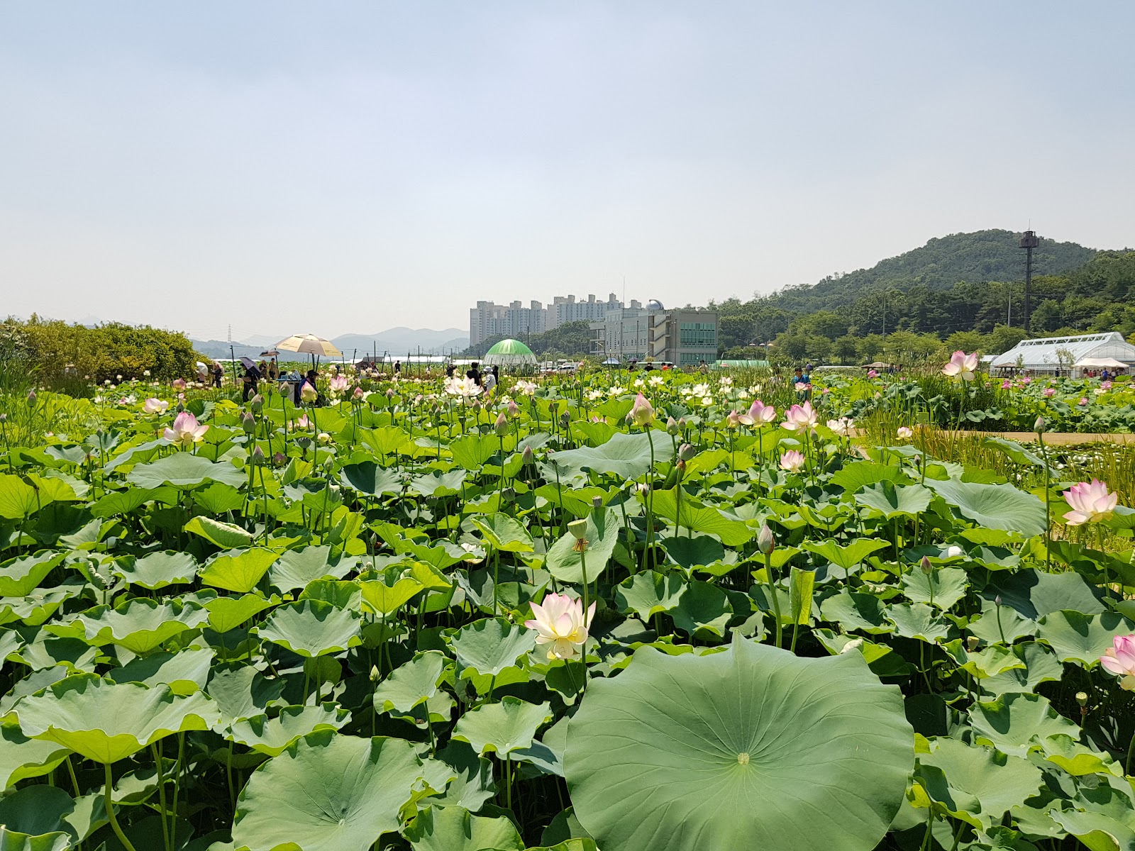 연꽃테마파크 사진