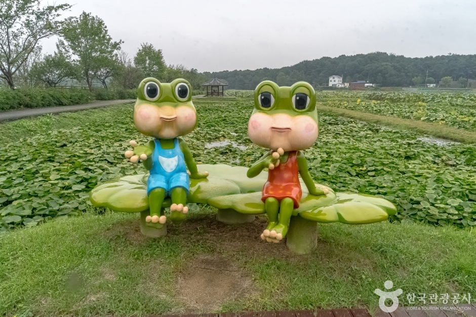 내동마을 연꽃단지 사진