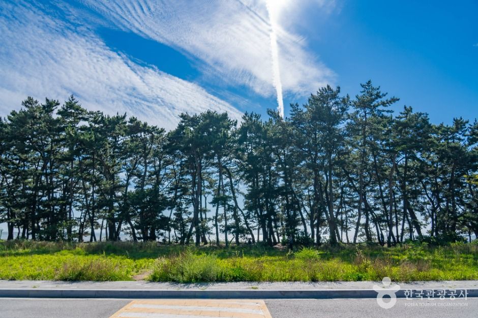 궁평해송군락지 사진