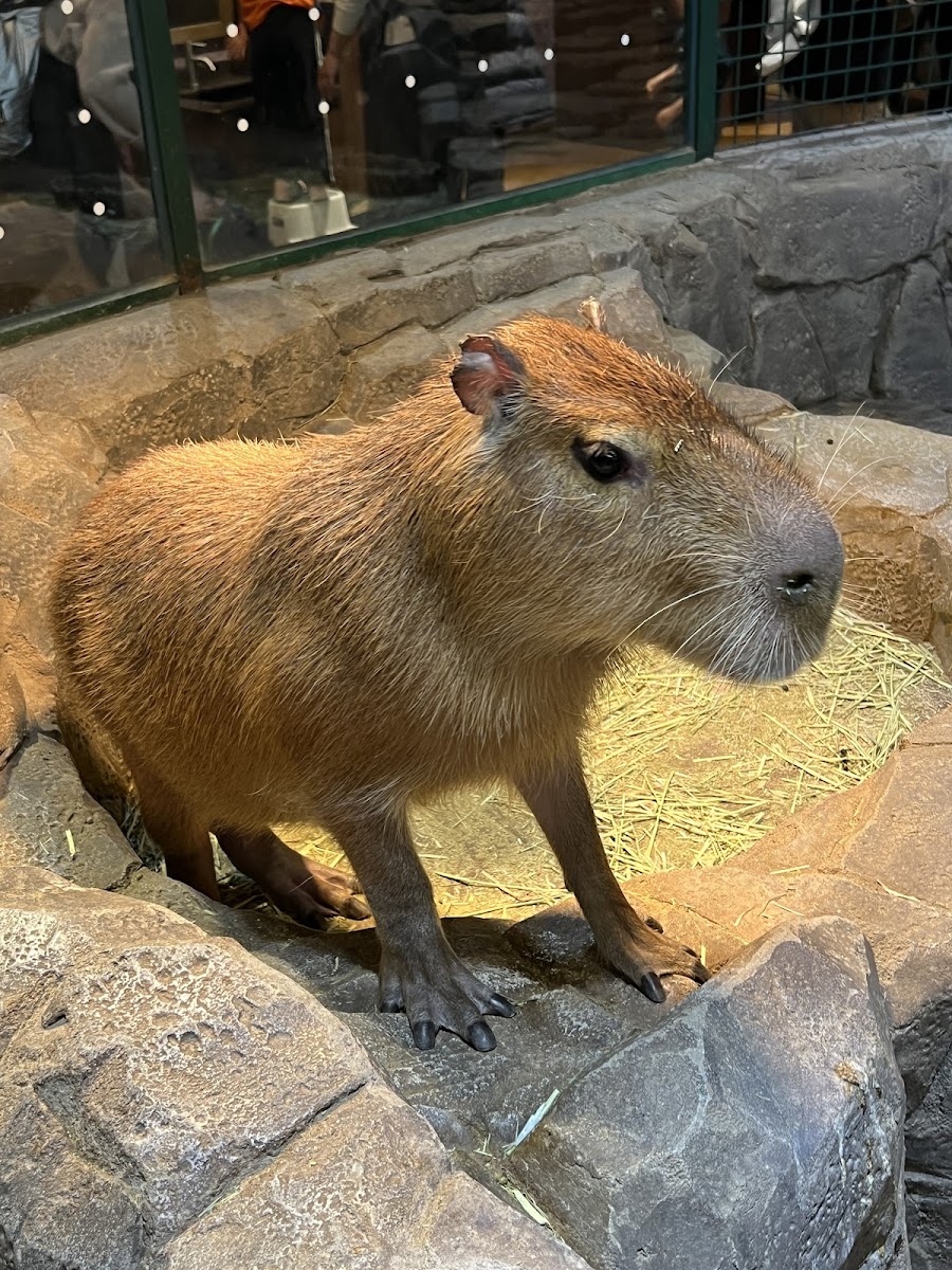 주렁주렁 동물원 동탄점 사진