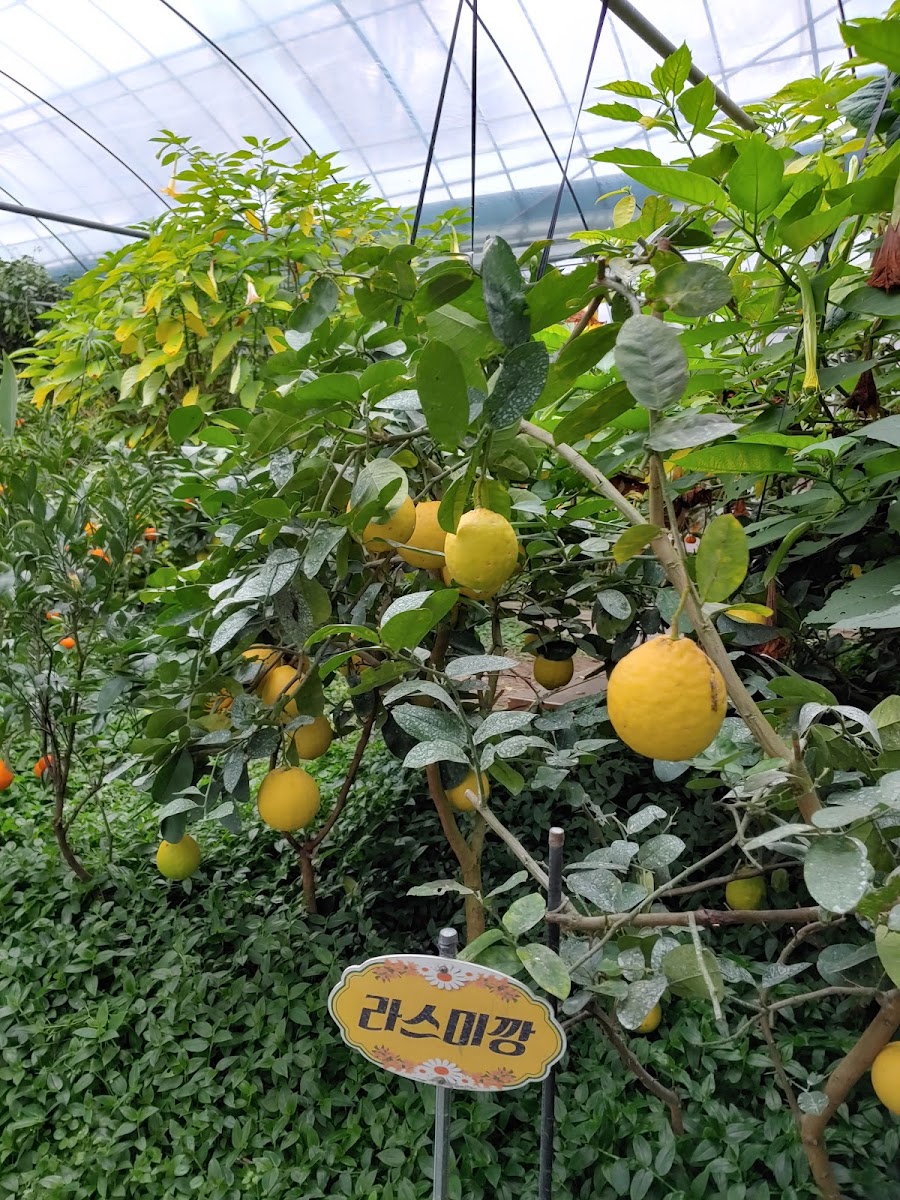 승림식물원 사진